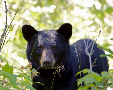 Bear Totem