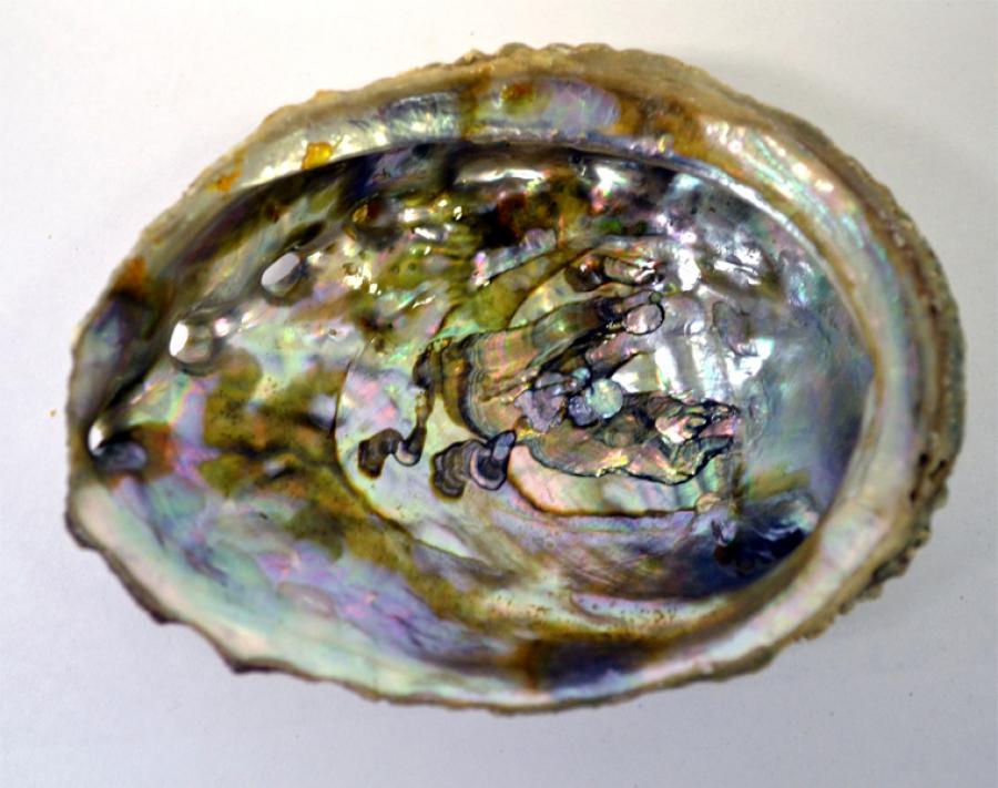 Abalone Shell 3-4"