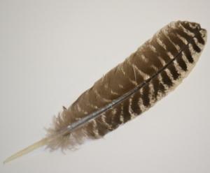 Smudging Feather - Turkey